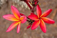 Frangipane / Plumeria in bloom by Ellis Peeters thumbnail