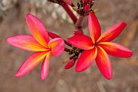 Frangipane / Plumeria in bloom