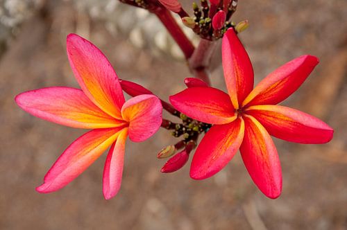 Frangipane / Plumeria in bloei
