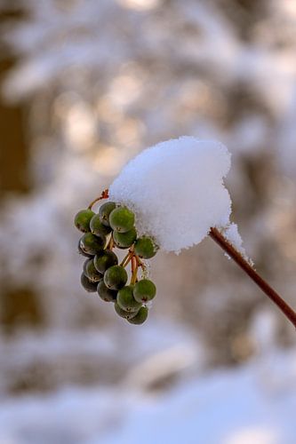 WINTERTIJD : VOGELBESSEN EN SNEEUW
