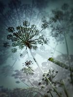 berenklauw schermbloem