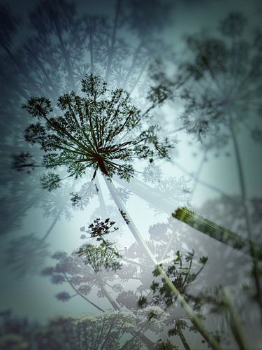 berenklauw schermbloem