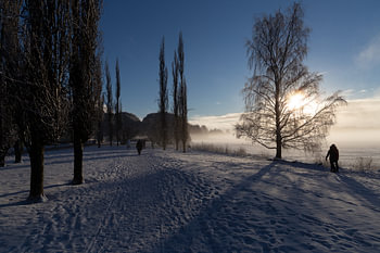Winter morning mist along Pappelweg