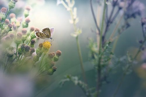 Dreams that dance in your imagination