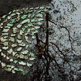 Bark circles by Mies Heerma