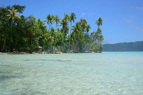 Wading towards the motu