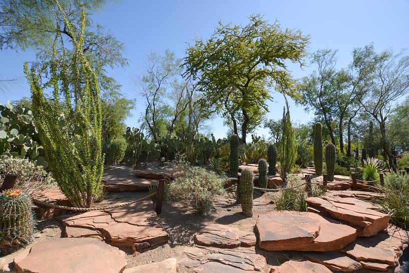 Cactus Garden, Henderson, Nevada, USA von GH Foto & Artdesign