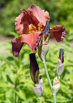 Schwertlilien, Iris barbata von Alexander Ludwig