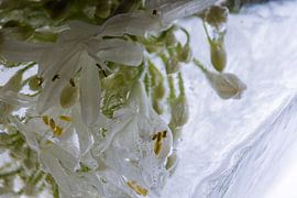 Agaphanthus in ice 4 by Marc Heiligenstein