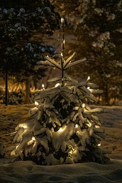 Besneeuwde kerstboom met lichtjes in de tuin 's avonds van chamois huntress