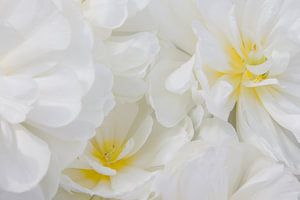 Witte bloemen met een vleugje geel von Michèle Huge