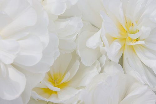 Witte bloemen met een vleugje geel