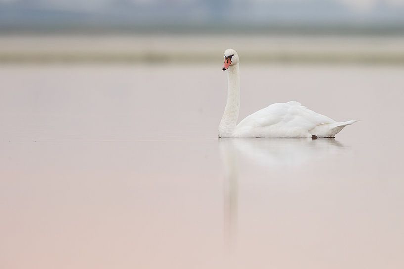 Zwaan in ochtendlicht van Menno Schaefer