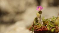 Naturfoto