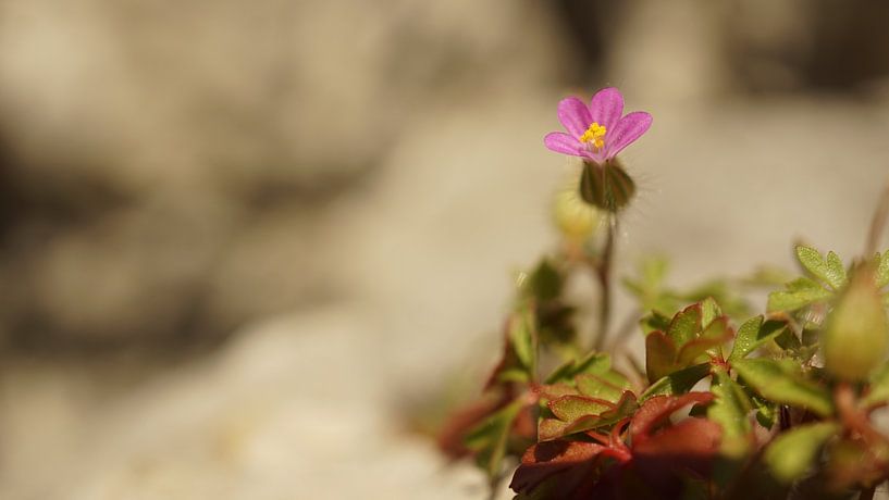 Nature Photo by Wietze Wiegersma