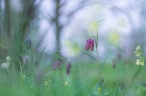 Le printemps est arrivé ( lapwing and primrose flowers in pastel colours)