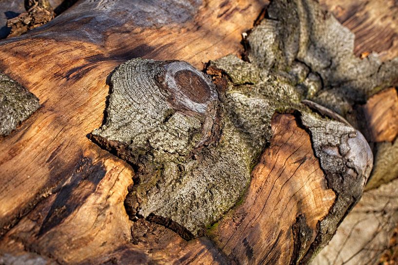 Trunk by Rob Boon