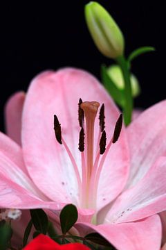 Lily Blossom by Thomas Jäger