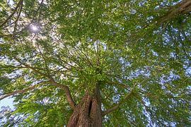 Dawn redwood Glyptostrboides 7007032327 photographer Fred Roest by Fred Roest