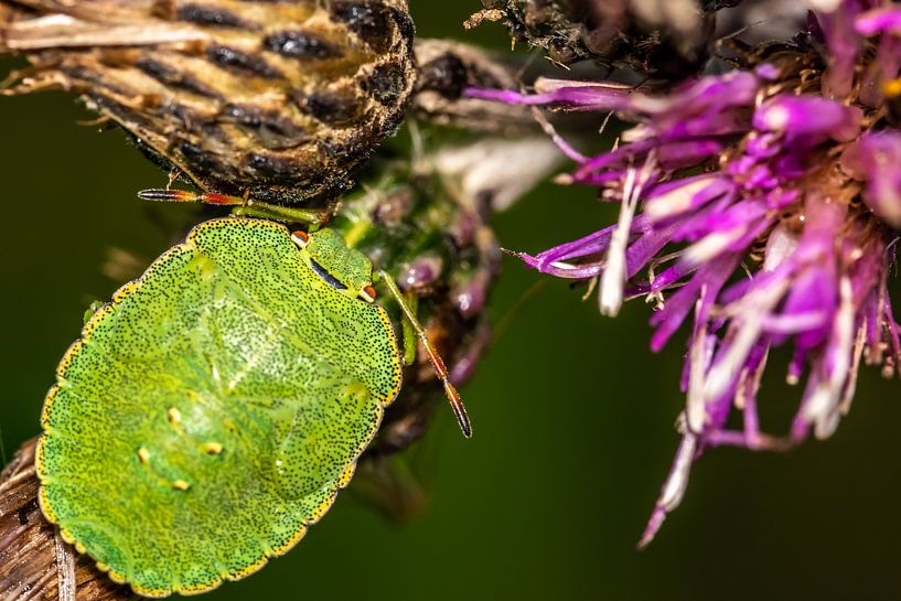 Grüner Käfer mit rosa Disteln von Myra van Heeringen