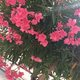 Prachtige roze bloemen in Ibiza van Tessel Robbertsen
