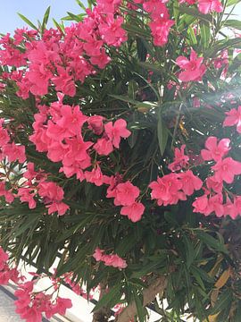 Prachtige roze bloemen in Ibiza van Tessel Robbertsen