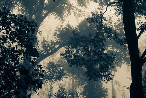 Arbres en éveil dans la lumière du matin. Monochrome.