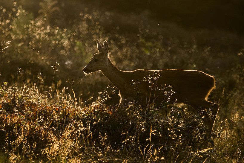 Roe deer, von Stijn Smits