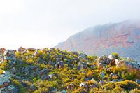 Afrikaanse Cederberg