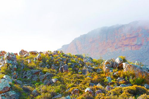 Afrikaanse Cederberg