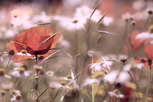 Romantische Mohnblume