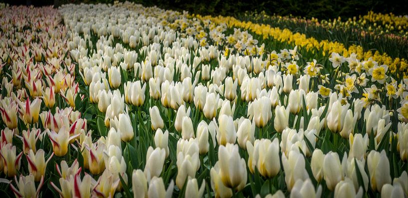Tulpenbed by C.T. Lam