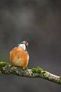 Eisvogel, der im Wurf fotografiert wurde. von Jeroen Stel Miniaturansicht