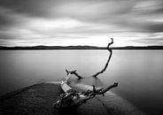Branch long exposure lake, Christian Lindsten by 1x thumbnail