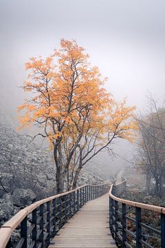 Dichte mist tijdens de Zweedse herfst