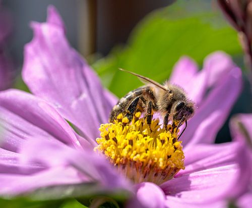 Macro d'une abeille sur une fleur de dahlia rose