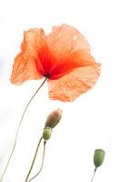 Mohn - Papaver 2022 - 12.1