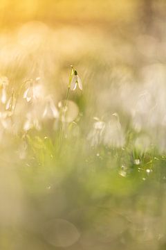 Snowdrop sur Lisa Antoinette Photography