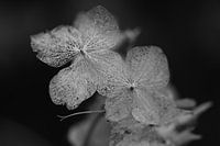 noir et blanc