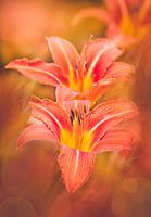 Lovely Lily