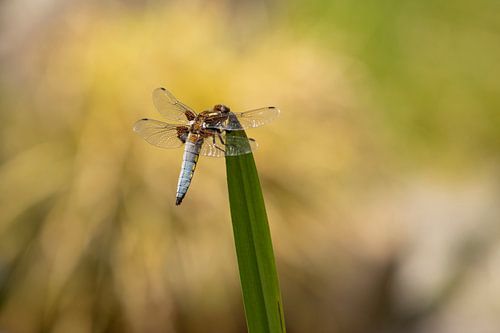 Macro Close-up van Platbuik Libelle in gouden licht van avondzon