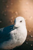 Seagull in intense close-up - beach in pictures