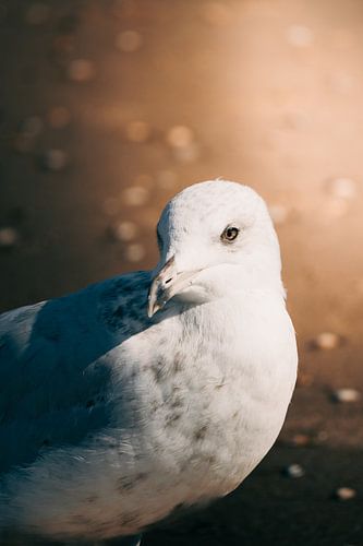 Möwe in intensiver Nahaufnahme - Strand in Bildern von NickedPhotos