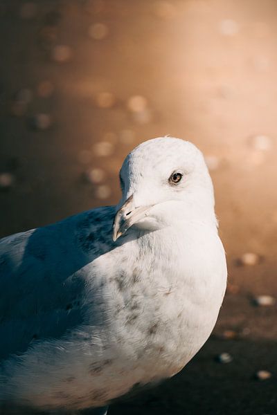 Seagull in intense close-up - beach in pictures by NickedPhotos