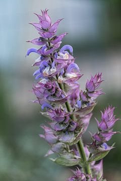 De bloem van Scharlei, Salvia sclarea, Muskaatsalie. van Marjolein Zijlstra