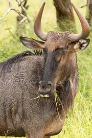 Blue wildebeest after the rain by Marijke Arends-Meiring