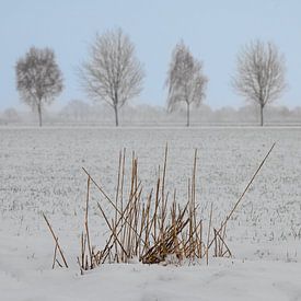 Paysage d'hiver hollandais #1 sur Mark Bolijn