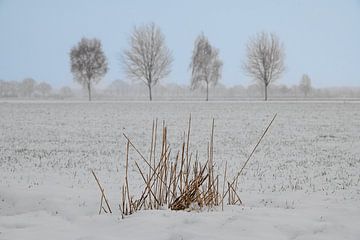 Paysage d'hiver hollandais #1