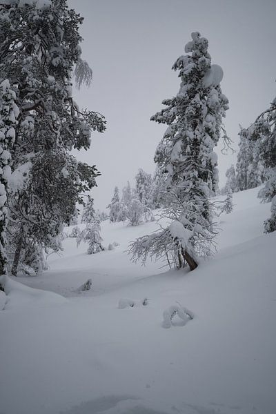 Winterwunderland von Evelien Huisman