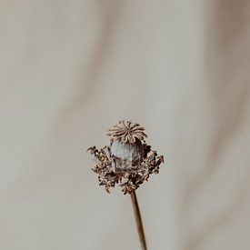 Einsame getrocknete Blume von Melanie Schat